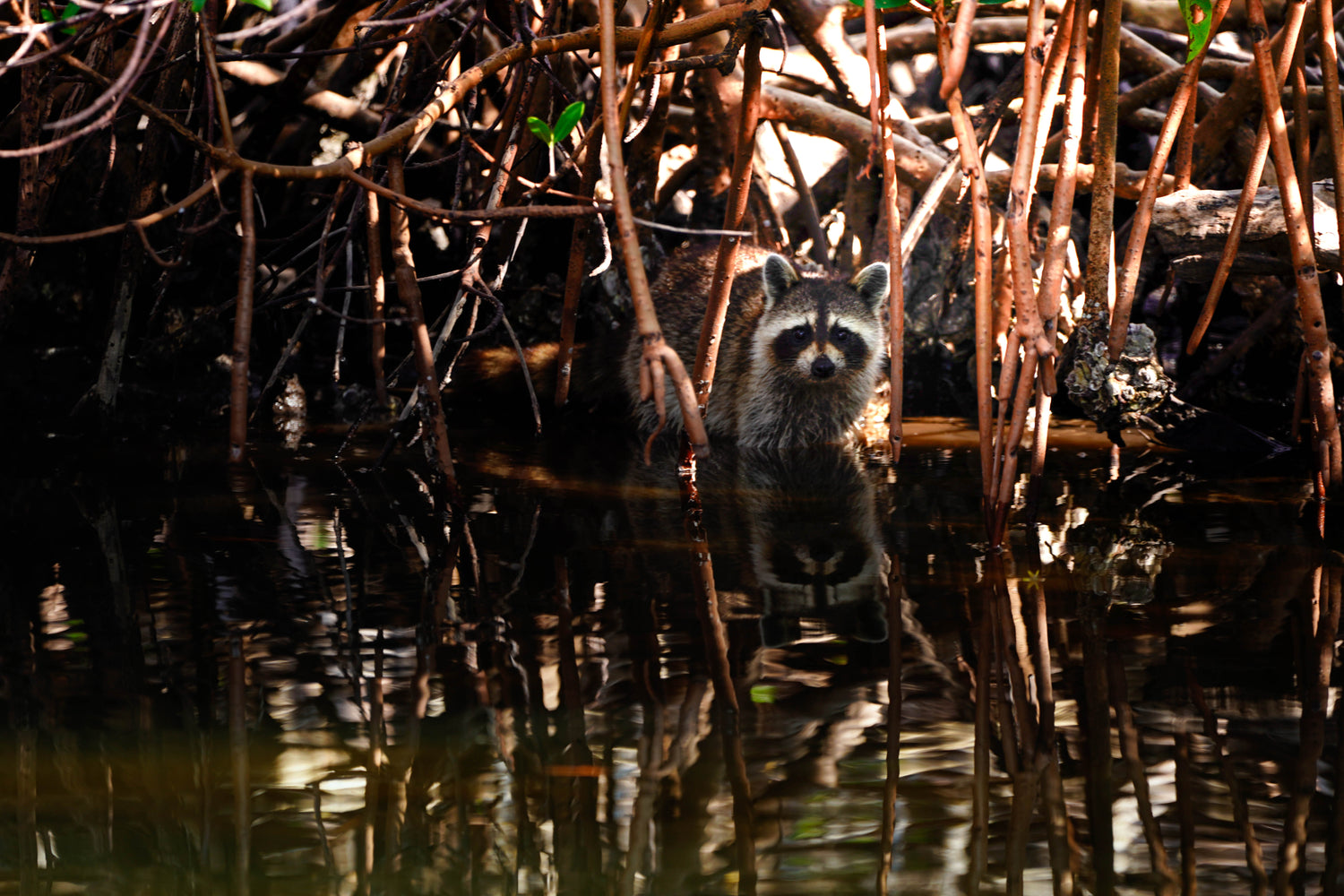 Florida Wildlife