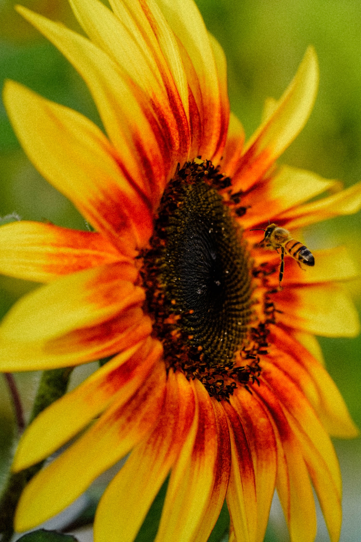 Florida Macro (Flowers, bugs, shells)